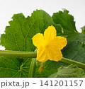 胡瓜の花　　白バック 141201157