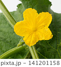 胡瓜の花　　白バック 141201158