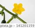 胡瓜の花　　白バック 141201159
