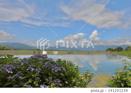紫陽花園に紫陽花の花が咲いています 紫陽花園に紫陽花の花が咲いています 141201239