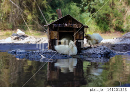 small white duck floating in water small white duck floating in water 141201328