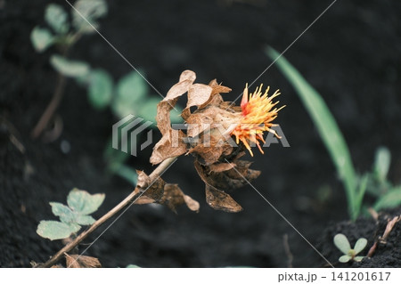 枯れ葉の中で咲き続ける紅花のクローズアップ 枯れ葉の中で咲き続ける紅花のクローズアップ 141201617