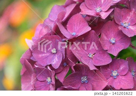 鮮やかな赤紫色のアジサイの花のクローズアップ 鮮やかな赤紫色のアジサイの花のクローズアップ 141201622