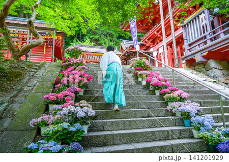 奈良県桜井市 新緑の談山神社の入り口の階段に並べられた紫陽花の植木鉢の間を上る宮司さん 奈良県桜井市 新緑の談山神社の入り口の階段に並べられた紫陽花の植木鉢の間を上る宮司さん 141201929