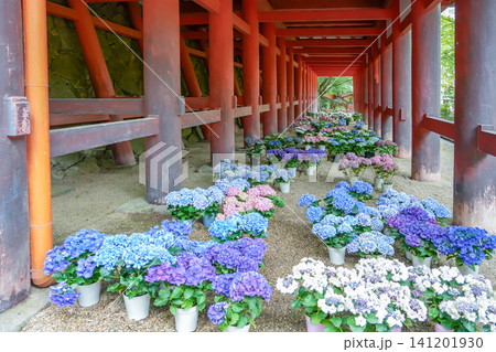 奈良県桜井市 新緑の談山神社の社殿下に並べられた紫陽花 奈良県桜井市 新緑の談山神社の社殿下に並べられた紫陽花 141201930