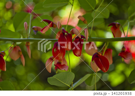 アメリカデイゴの木が赤い花を咲かせています。学名はErythrina crista-galliです。 アメリカデイゴの木が赤い花を咲かせています。学名はErythrina crista-galliです。 141201938