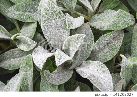 Soft silvery-gray velvety leaves of Lamb's Ear (Stachys byzantina) in a summer garden setting Soft silvery-gray velvety leaves of Lamb's Ear (Stachys byzantina) in a summer garden setting 141202027