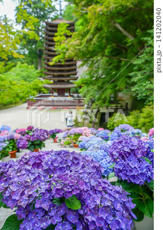 奈良県桜井市 新緑の談山神社の境内に並べられた紫陽花と十三重塔 奈良県桜井市 新緑の談山神社の境内に並べられた紫陽花と十三重塔 141202040