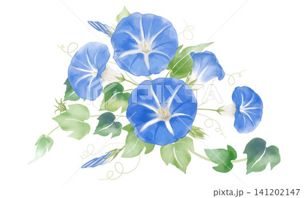 水彩で描いた青い朝顔の花のイラスト 水彩で描いた青い朝顔の花のイラスト 141202147
