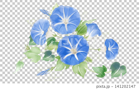 水彩で描いた青い朝顔の花のイラスト 水彩で描いた青い朝顔の花のイラスト 141202147