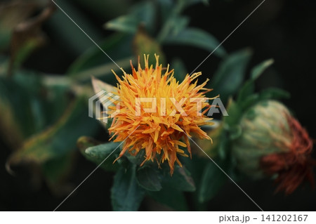 鮮やかに咲く紅花の花のクローズアップ 鮮やかに咲く紅花の花のクローズアップ 141202167