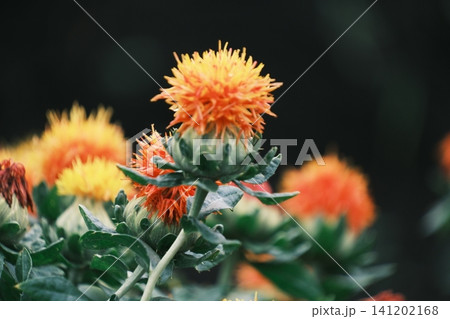 鮮やかに咲く紅花の群生と花のクローズアップ 鮮やかに咲く紅花の群生と花のクローズアップ 141202168