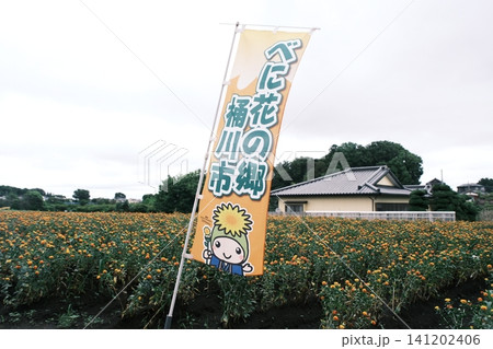 埼玉県桶川市 べに花の郷の紅花畑とのぼり旗 埼玉県桶川市 べに花の郷の紅花畑とのぼり旗 141202406