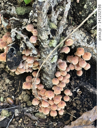 秋の森 群生するきのこの幼菌 秋の森 群生するきのこの幼菌 141202598