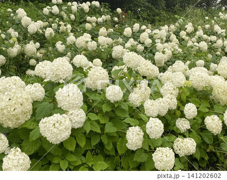 一面に広がる白いアナベルの花畑 141202602