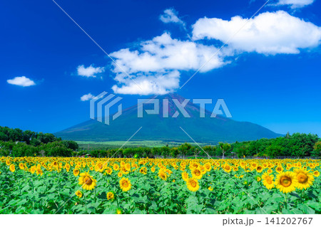 【富士山素材】山中湖花の都公園から見る夏の富士山とひまわりの花【山梨県】 【富士山素材】山中湖花の都公園から見る夏の富士山とひまわりの花【山梨県】 141202767
