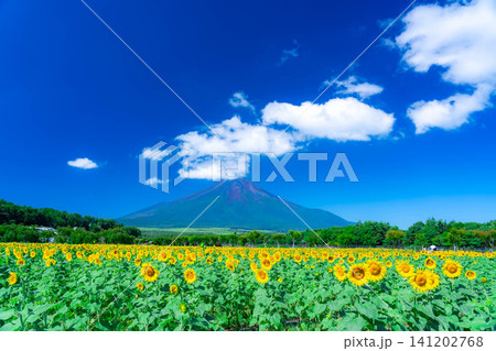 【富士山素材】山中湖花の都公園から見る夏の富士山とひまわりの花【山梨県】 【富士山素材】山中湖花の都公園から見る夏の富士山とひまわりの花【山梨県】 141202768