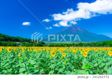 【富士山素材】山中湖花の都公園から見る夏の富士山とひまわりの花【山梨県】 【富士山素材】山中湖花の都公園から見る夏の富士山とひまわりの花【山梨県】 141202772
