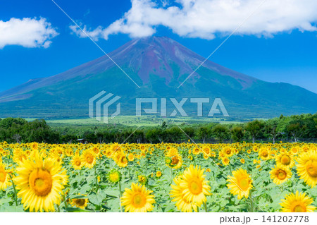【富士山素材】山中湖花の都公園から見る夏の富士山とひまわりの花【山梨県】 【富士山素材】山中湖花の都公園から見る夏の富士山とひまわりの花【山梨県】 141202778