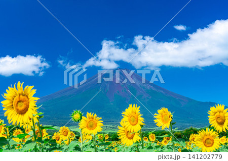 【富士山素材】山中湖花の都公園から見る夏の富士山とひまわりの花【山梨県】 【富士山素材】山中湖花の都公園から見る夏の富士山とひまわりの花【山梨県】 141202779