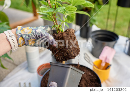 Gardener holding plant with exposed root ball during repotting 141203202