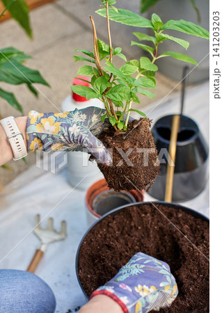 Hands holding root ball while repotting herb into larger container 141203203