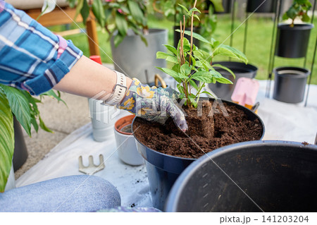 Person repotting plant in large pot Person repotting plant in large pot 141203204