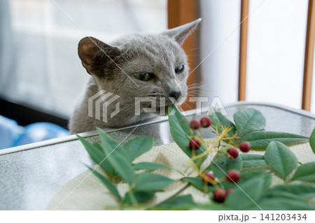 南天を見つめるロシアンブルー種の猫 南天を見つめるロシアンブルー種の猫 141203434