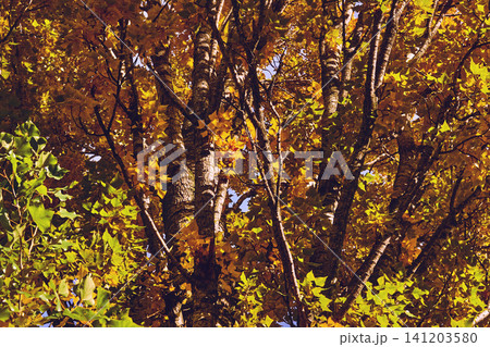 Warm October.Sunny light in bright autumn leaves Warm October.Sunny light in bright autumn leaves 141203580