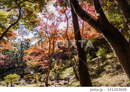 秋の色濃く、木々は緑から紅葉へ、寒さに向かう前に鮮やかな色に染まる 141203606