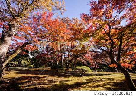 秋の色濃く、木々は緑から紅葉へ、寒さに向かう前に鮮やかな色に染まる 秋の色濃く、木々は緑から紅葉へ、寒さに向かう前に鮮やかな色に染まる 141203614