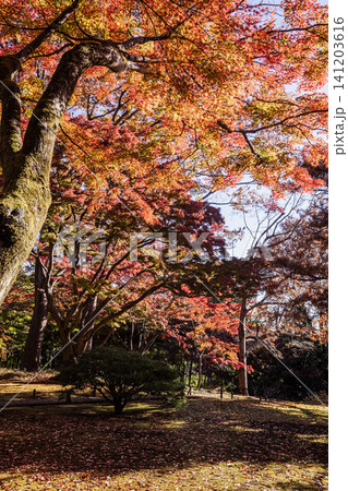 秋の色濃く、木々は緑から紅葉へ、寒さに向かう前に鮮やかな色に染まる 141203616