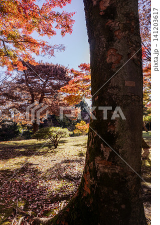 秋の色濃く、木々は緑から紅葉へ、寒さに向かう前に鮮やかな色に染まる 141203617