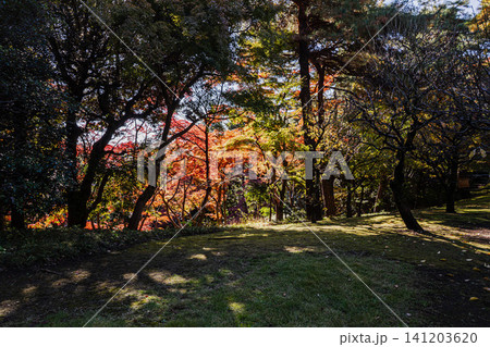 秋の色濃く、木々は緑から紅葉へ、寒さに向かう前に鮮やかな色に染まる 秋の色濃く、木々は緑から紅葉へ、寒さに向かう前に鮮やかな色に染まる 141203620