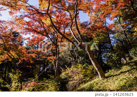 秋の色濃く、木々は緑から紅葉へ、寒さに向かう前に鮮やかな色に染まる 秋の色濃く、木々は緑から紅葉へ、寒さに向かう前に鮮やかな色に染まる 141203625