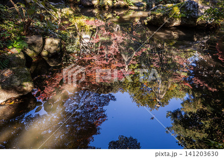 秋の色濃く、木々は緑から紅葉へ、寒さに向かう前に鮮やかな色に染まる 秋の色濃く、木々は緑から紅葉へ、寒さに向かう前に鮮やかな色に染まる 141203630