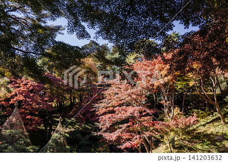 秋の色濃く、木々は緑から紅葉へ、寒さに向かう前に鮮やかな色に染まる 秋の色濃く、木々は緑から紅葉へ、寒さに向かう前に鮮やかな色に染まる 141203632