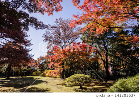 秋の色濃く、木々は緑から紅葉へ、寒さに向かう前に鮮やかな色に染まる 秋の色濃く、木々は緑から紅葉へ、寒さに向かう前に鮮やかな色に染まる 141203637