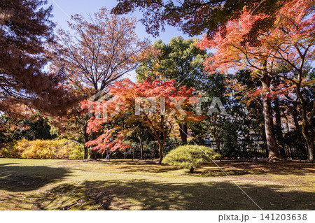 秋の色濃く、木々は緑から紅葉へ、寒さに向かう前に鮮やかな色に染まる 141203638
