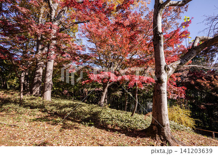 秋の色濃く、木々は緑から紅葉へ、寒さに向かう前に鮮やかな色に染まる 秋の色濃く、木々は緑から紅葉へ、寒さに向かう前に鮮やかな色に染まる 141203639