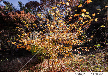 秋の色濃く、木々は緑から紅葉へ、寒さに向かう前に鮮やかな色に染まる 秋の色濃く、木々は緑から紅葉へ、寒さに向かう前に鮮やかな色に染まる 141203640