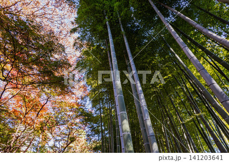 秋の色濃く、木々は緑から紅葉へ、寒さに向かう前に鮮やかな色に染まる 141203641