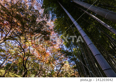 秋の色濃く、木々は緑から紅葉へ、寒さに向かう前に鮮やかな色に染まる 秋の色濃く、木々は緑から紅葉へ、寒さに向かう前に鮮やかな色に染まる 141203642