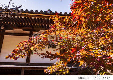 秋の色濃く、木々は緑から紅葉へ、寒さに向かう前に鮮やかな色に染まる 秋の色濃く、木々は緑から紅葉へ、寒さに向かう前に鮮やかな色に染まる 141203657