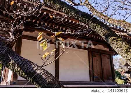 秋の色濃く、木々は緑から紅葉へ、寒さに向かう前に鮮やかな色に染まる 秋の色濃く、木々は緑から紅葉へ、寒さに向かう前に鮮やかな色に染まる 141203658