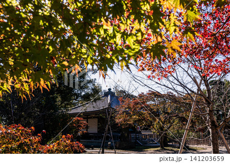 秋の色濃く、木々は緑から紅葉へ、寒さに向かう前に鮮やかな色に染まる 141203659