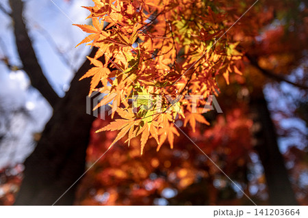 秋の色濃く、木々は緑から紅葉へ、寒さに向かう前に鮮やかな色に染まる 秋の色濃く、木々は緑から紅葉へ、寒さに向かう前に鮮やかな色に染まる 141203664