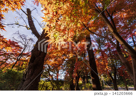秋の色濃く、木々は緑から紅葉へ、寒さに向かう前に鮮やかな色に染まる 秋の色濃く、木々は緑から紅葉へ、寒さに向かう前に鮮やかな色に染まる 141203666