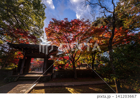 秋の色濃く、木々は緑から紅葉へ、寒さに向かう前に鮮やかな色に染まる 秋の色濃く、木々は緑から紅葉へ、寒さに向かう前に鮮やかな色に染まる 141203667