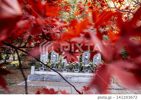 秋の色濃く、木々は緑から紅葉へ、寒さに向かう前に鮮やかな色に染まる 秋の色濃く、木々は緑から紅葉へ、寒さに向かう前に鮮やかな色に染まる 141203672